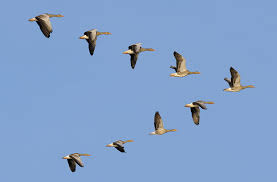 geese in formation